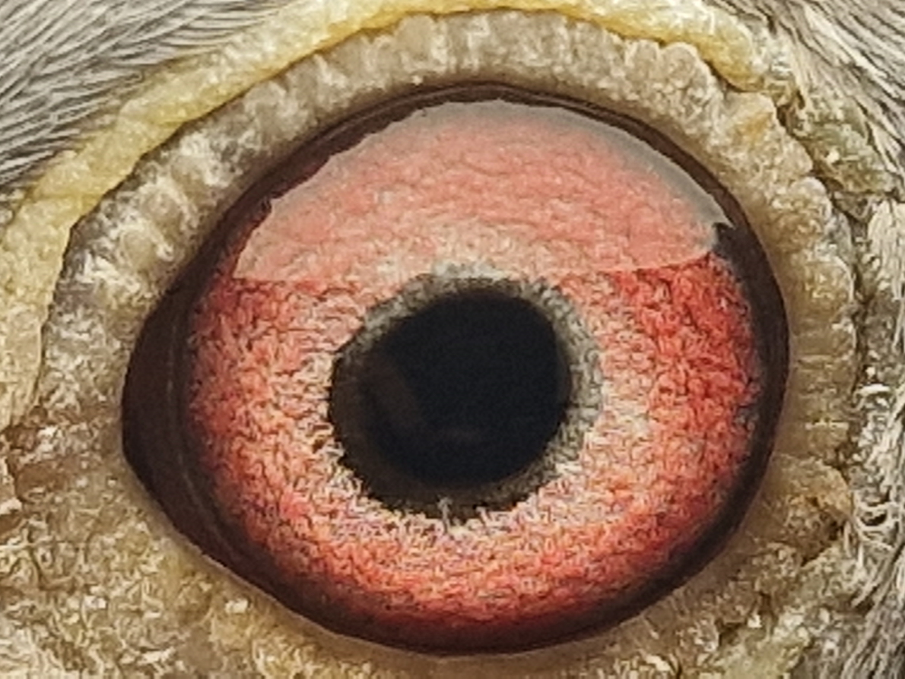 Pigeon eye